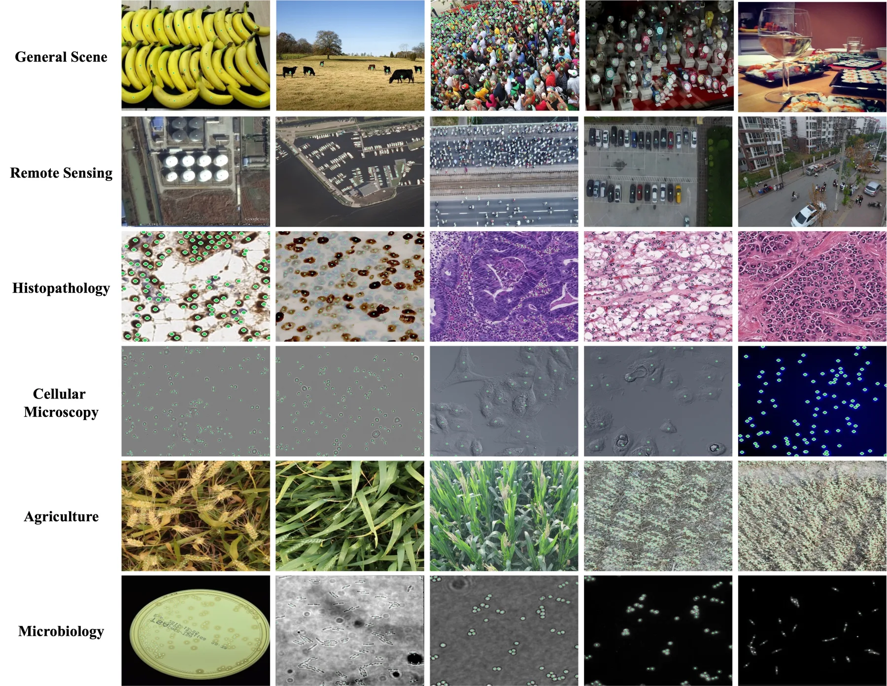 Visualization of the CLOC dataset across six domains: General Scene, Remote Sensing, Agriculture, Histopathology, Cellular Microscopy, and Microbiology.