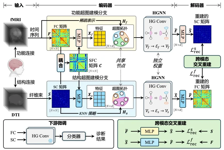 Brain structure-function coupling hypergraph neural network